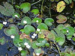Nymphoides hydrophylla