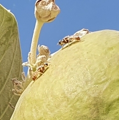 Dacus longistylus