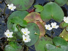 Nymphoides hydrophylla