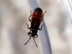 Ischnodemus sabuleti