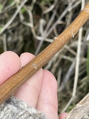 Artemisia suksdorfii