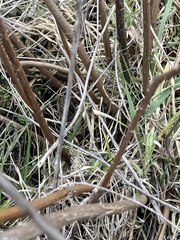 Artemisia suksdorfii