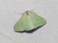Chlorocoma stereota