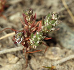 Polygonum minimum