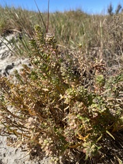 Lepidium acutidens