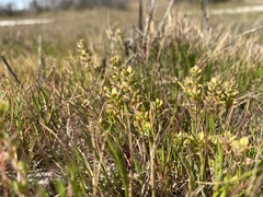 Lepidium acutidens