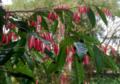 Stelechocarpus burahol