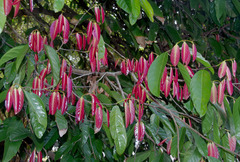 Stelechocarpus burahol
