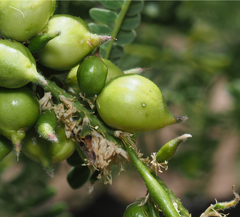 Asphondylia prosopidis