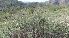 Eriogonum fasciculatum fasciculatum