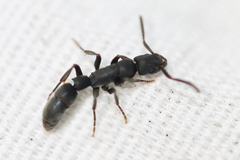 Platythyrea punctata