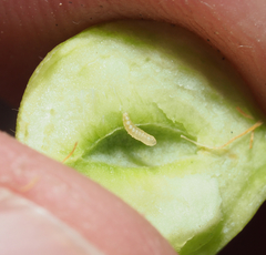 Asphondylia prosopidis