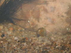 Corbicula largillierti