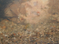 Corbicula largillierti