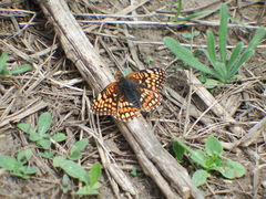 Chlosyne acastus sterope