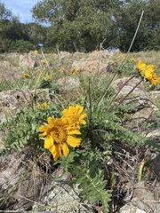 Balsamorhiza macrolepis
