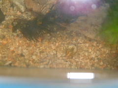 Corbicula largillierti