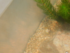 Corbicula largillierti