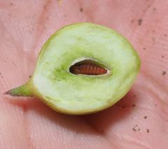 Asphondylia prosopidis