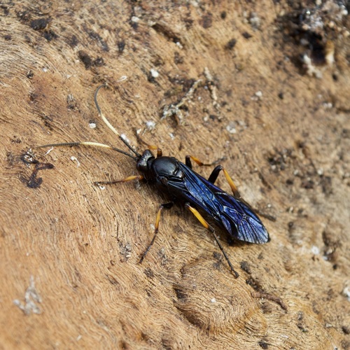 Ichneumon centrator photo 5