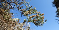 Baccharis ramiflora