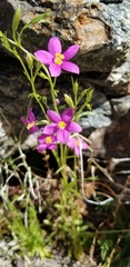 Zeltnera arizonica