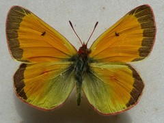 Colias canadensis