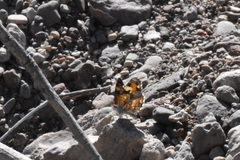Phyciodes phaon phaon