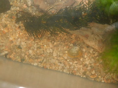 Corbicula largillierti