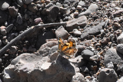 Phyciodes phaon phaon