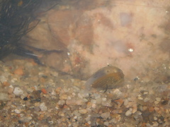 Corbicula largillierti