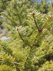 Abies cephalonica