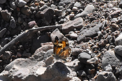 Phyciodes phaon phaon