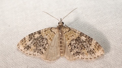 Acasis viretata