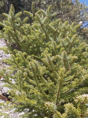 Abies cephalonica
