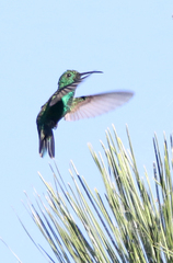 Anthracothorax viridis