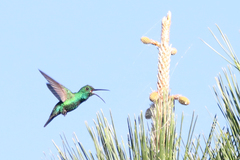 Anthracothorax viridis