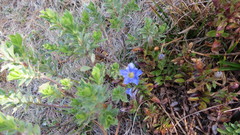 Gentiana bicuspidata