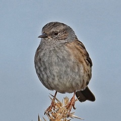 Prunella modularis occidentalis