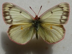 Colias canadensis