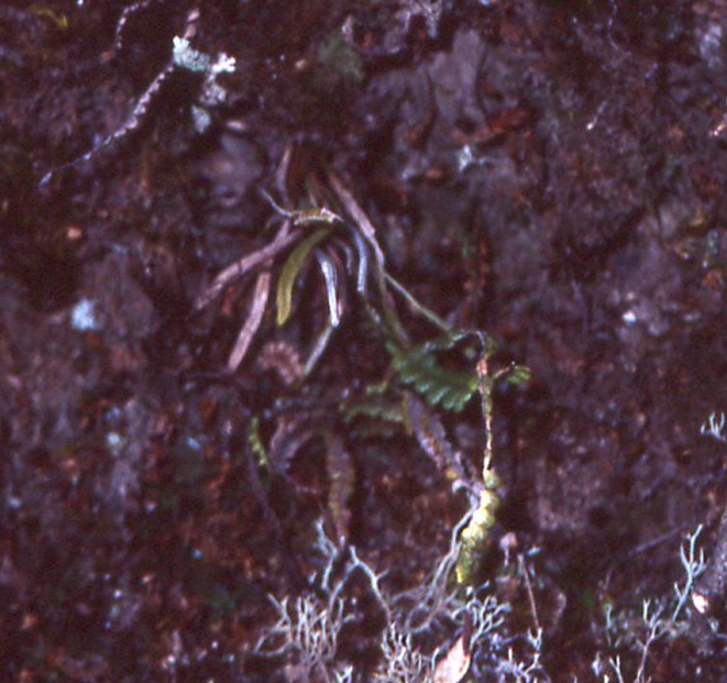 Cochlidium rostratum