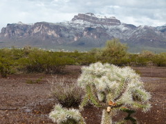 Cylindropuntia bigelovii