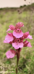 Anacamptis papilionacea grandiflora