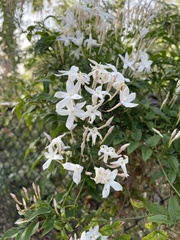 Jasminum grandiflorum
