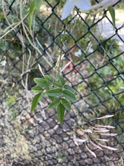 Jasminum grandiflorum