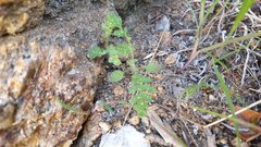 Eucrypta chrysanthemifolia bipinnatifida