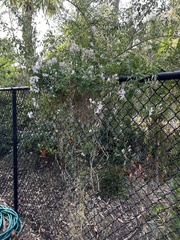 Jasminum grandiflorum