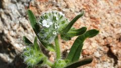 Cryptantha barbigera barbigera