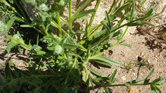 Cryptantha barbigera barbigera
