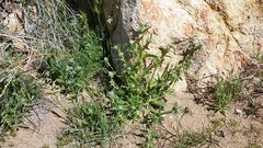 Cryptantha barbigera barbigera